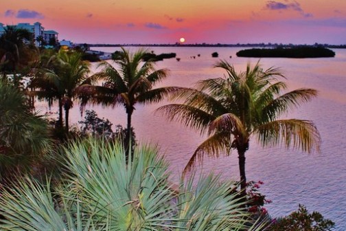 a group of palm trees next to a body of water