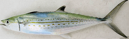 Cero Mackerel fish with spots and a pointed snout against a plain background.