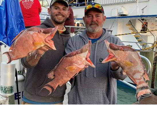Two people smiling and holding three hogfish fish on a dock.