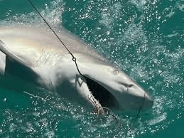 Shark caught on fishing line, partially submerged in water.