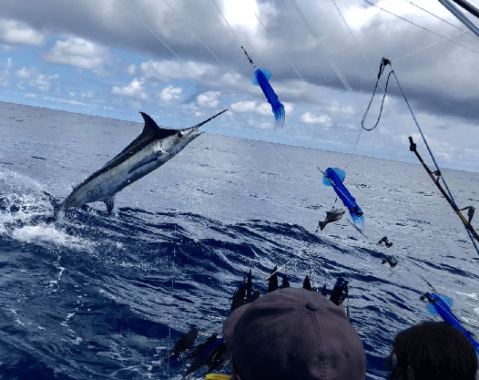 A marlin leaps from the ocean near fishing rods on a boat.