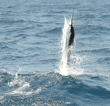 A marlin jumping out of the ocean with water splashing around.